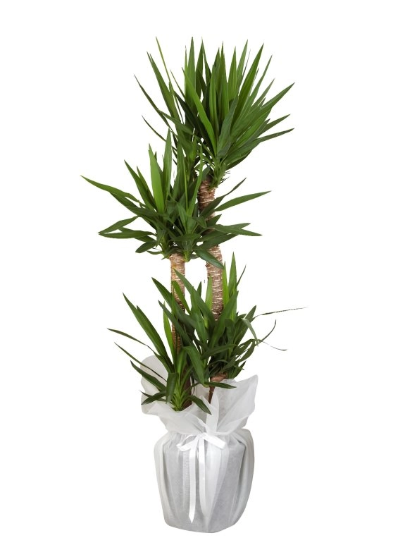 4'lü Yuka Çiçeği