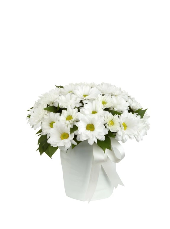 Cam Fanusta Papatyalar